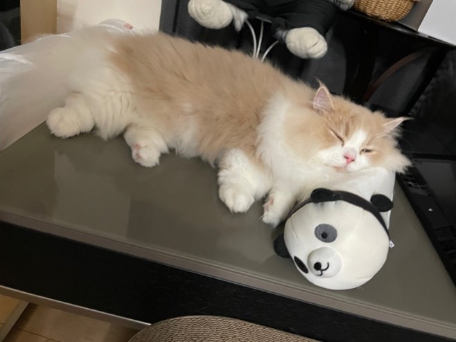 猫ちゃん.jpg